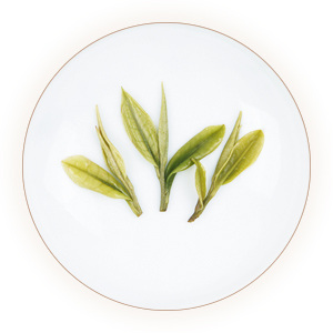 安吉白茶（玉凤茶）叶底