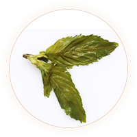薄荷茶（薄荷叶茶）叶底