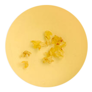 桂花茶叶底