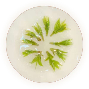 余庆苦丁茶（小叶苦丁茶）叶底
